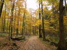Herbstwald im Stemweder Berg